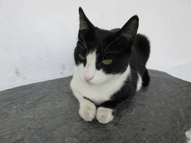 また、来るね！<br />猫ちゃんとお別れの挨拶を交わし