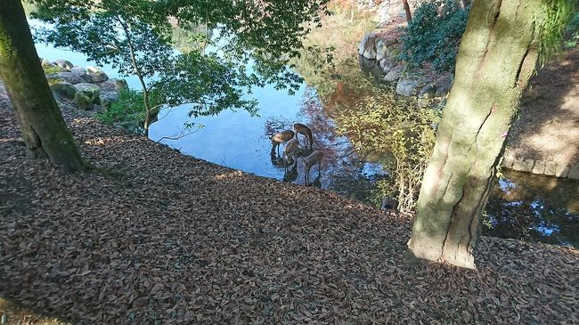 またまたずーーーーーーーーーーっと歩いていくと池を発見。鹿が何頭か池に入って水を飲んでるのかな。