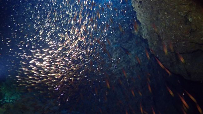 どひゃ～っと360度魚に囲まれます