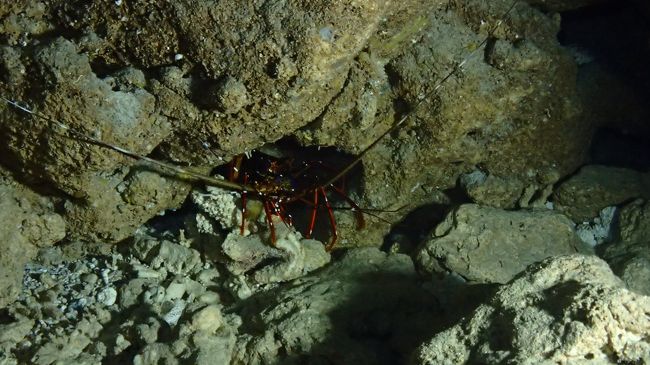 おいしそうなイセエビ～！！