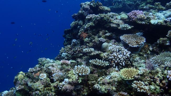 石垣の素晴らしいサンゴ礁は潜った人にしか見られない特権！！