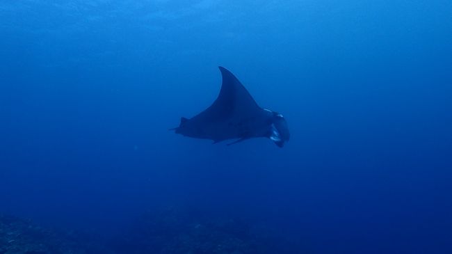 次に行ったのがマンタポイント<br />今日も出ました。<br />マンタ3枚でした