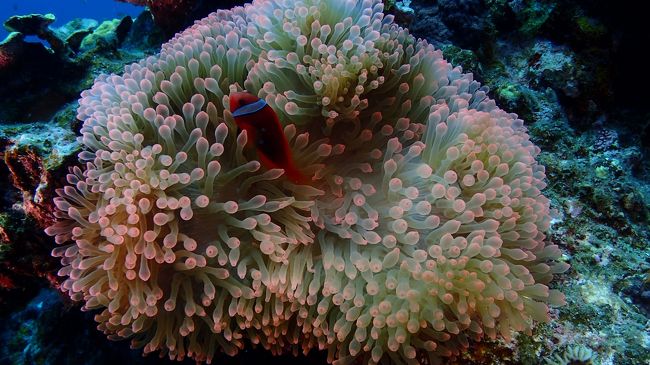 午後からは癒し系