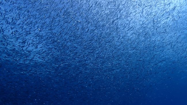 きびなごの群れが半端ない！！