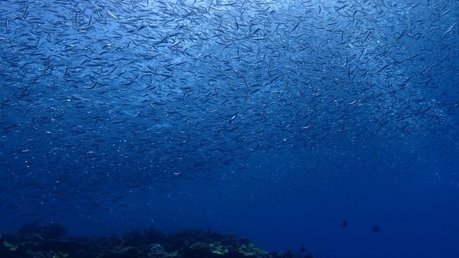 海面を覆いつくすように
