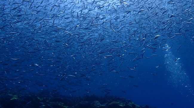 キラキラとほんとに美しい