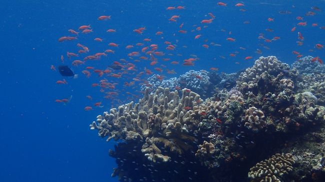 キンギョハナダイもきれい～