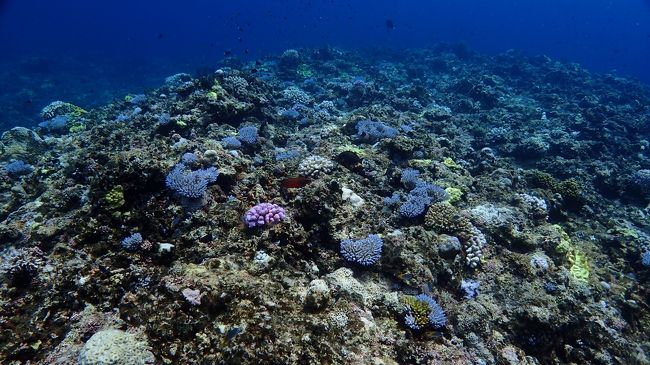 翌朝のダイビング今日も癒し系<br />サンゴがきれいなので石垣はお勧めです