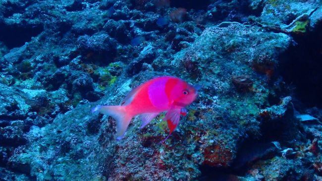 30ｍ付近にいるサロンパス君