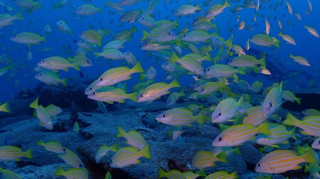 魚影濃いです～