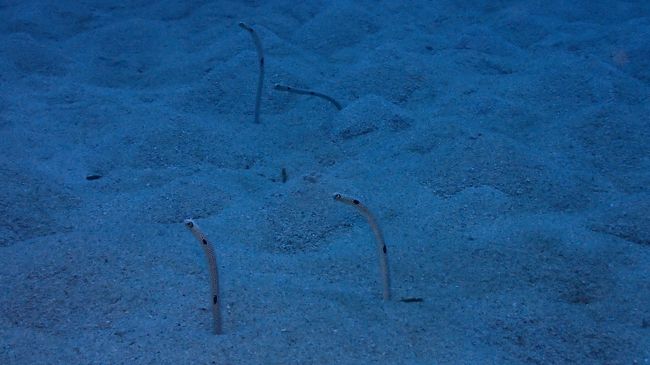 にょろにょろ君