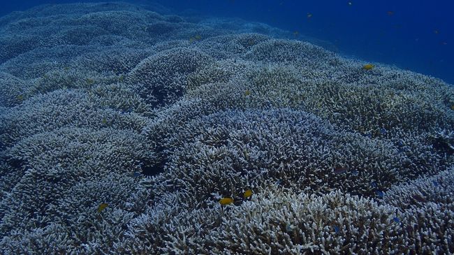 美しいサンゴを観ながら後はのんびり癒しのダイビングを楽しみます