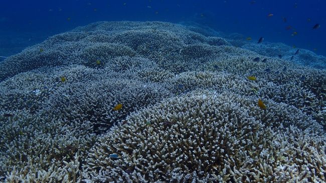 どこまでも続くサンゴ