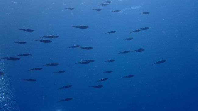 おいしそうなイカの群れ～