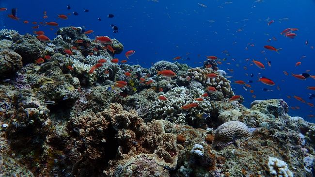 3年後の楽しみができた今回のダイビング<br />沈めたのを忘れないようにしないとね(笑)