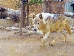 ホッキョクグマの他にも色々と動物を見て回りましょう。
こちらはシンリンオオカミ。ご祖先は北米出身なのですが、こちら様は群馬からいらしたまさかの北関東出身。さすがはグンマー。