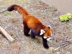 そして忘れてはいけません、レッサーパンダ。
まさかジェッ太さんのご親族がこんな所でご活躍とは思いもしませんでした。

ジェッ太さんについては前編をご参照下さいませー。