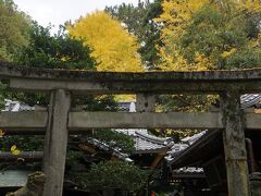 京都御苑内には、３つの神社があります。北から、白雲神社、宗像神社、厳島神社です。白雲神社に参拝しましたがイチョウが見事です。