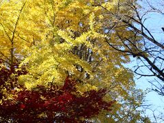 九品仏浄真寺　境内の黄葉

本堂横のイチョウの木は東京都の天然記念物に指定されています。