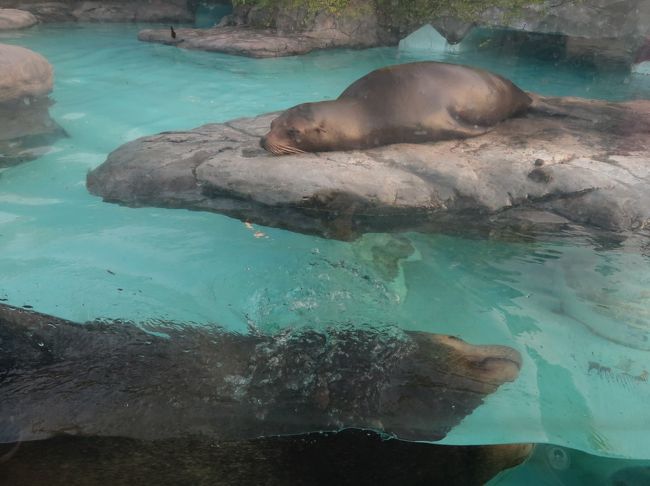 上野動物園 2 東園ひとめぐり ヒグマ ライオン アシカなど ライチョウの繁殖研究も 上野 御徒町 東京 の旅行記 ブログ By マキタン2さん フォートラベル 上野動物園 2 東園ひとめぐり ヒグマ ライオン アシカなど ライチョウの繁殖研究も 上野 御徒町 東京 の旅行記 ブログ By マキタン2さん フォートラベル