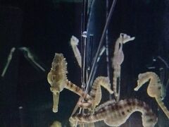 ニフレルに到着！
〜に触れるからきてるんですかね?