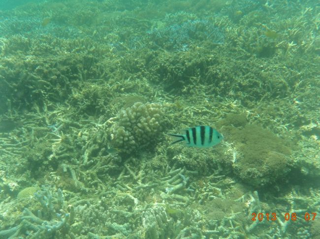 二男が撮影した水中写真。