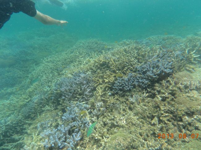 二男が撮影した水中写真。