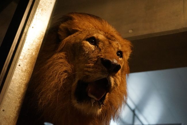 札幌ホワイトイルミネーションを満喫しながら北海道グルメのスープカレーにジンギスカン 円山動物園に白い恋人パーク 週末弾丸旅で札幌を満喫する旅 札幌 北海道 の旅行記 ブログ By さるひこさん フォートラベル