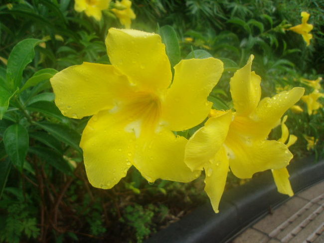 こんな花が咲いていました。