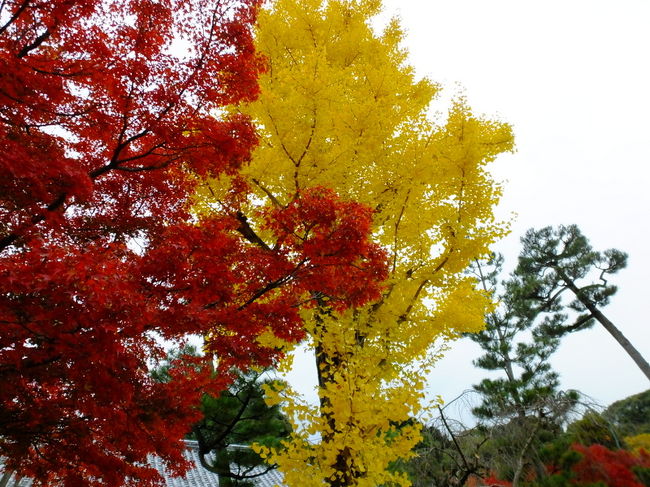 イチョウの黄色もまばゆいです