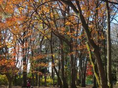 小金井公園は、まだほんの少し紅葉が楽しめました。