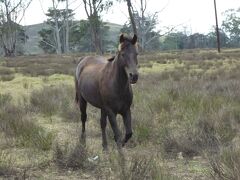 マウナケアまでの道のりの途中、所々で止まって観光。

広大な敷地の牧場、パーカーランチのお馬さん。
呼ぶと寄ってきてくれました。