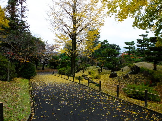 ここはこのイチョウの木が良いんですよ