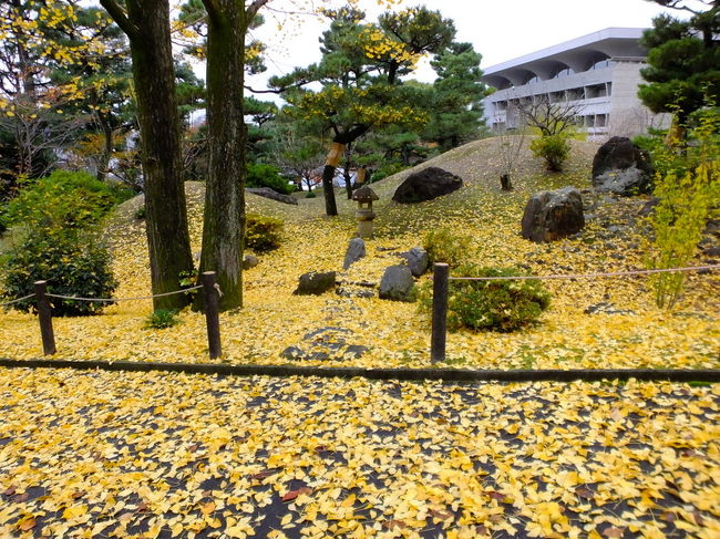 楽しいですね～！