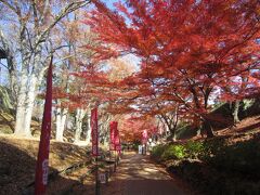 けやき並木の紅葉を見ながら上田城の櫓門へ。