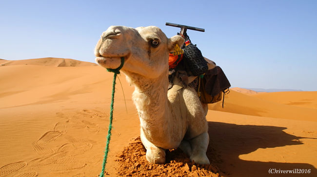 友好の意を込めて頭とお顔を撫でていたら、<br />「何しとんのじゃ、われ」という威圧感のある表情で<br />「バシッ」と顔ではたかれました・・・<br /><br />ラクダの目が怖い。