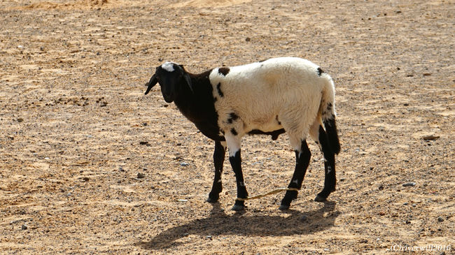 家畜は、ロバ、山羊、にわとりなど。<br /><br />基本的に野放しですが、遠くに逃げないように、前足と後ろ足がロープで縛られています。
