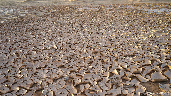 ブラックデザートの一部が干からびて、土がめくれ上がっていました。