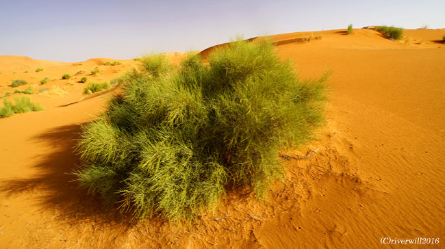 乾いた砂漠に、不自然なほど青々と生い茂る草たち。<br /><br />ラクダ使いが時々もぎ取って、もれなくラクダの餌にするために自分の懐にしまい込んでいました。