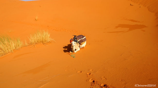 ラクダも疲れてきたのか途中休憩。