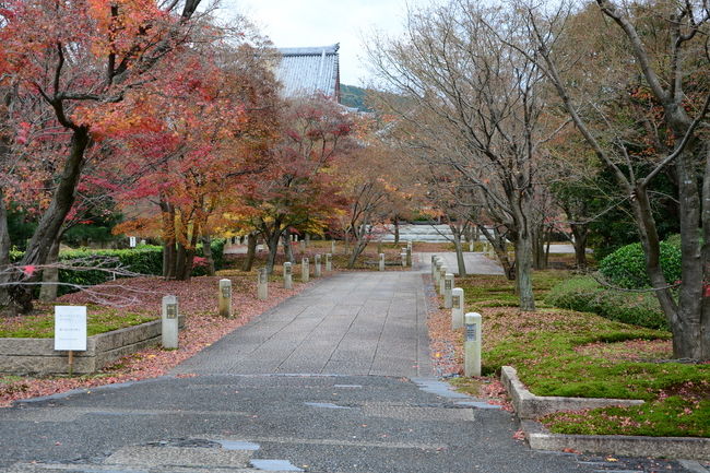 ここから28日となります<br />智積院会館近く　落葉も終盤を迎えています