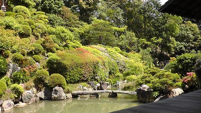 ネットでお借りした写真<br /><br />この扇形の刈り込みが無くなっていました