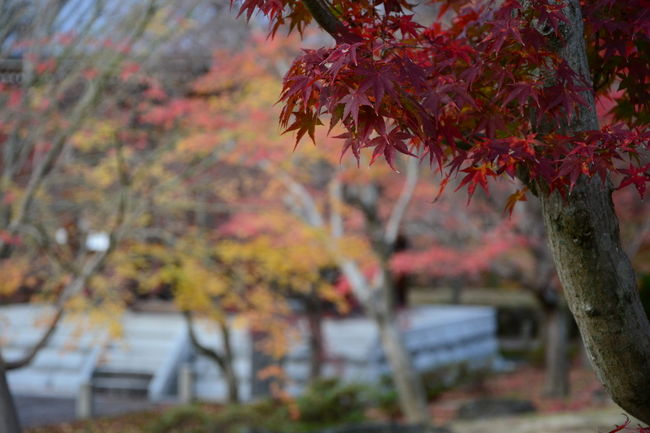 ということでこれで智積院の紅葉は終了です