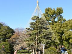 隅田公園

雪吊りが施されていました。
今年は１１月に雪が降りましたが、この後はどうでしょうか？