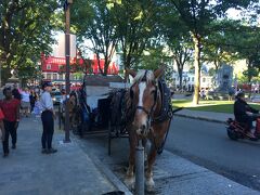 ここにも観光用の馬車発見！これ、全世界で本当に流行ってるなー。シャトーフロンナック前のダルム広場にて。