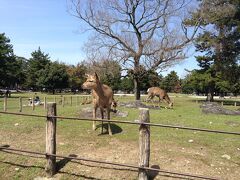 奈良といえば鹿