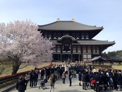 東大寺も桜満開です。