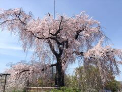 有名な円山公園の枝垂桜です。