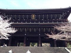 寺と桜は合いますね