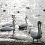 茨城・涸沼で発見シリーズ 涸沼(ひぬま)で野鳥観察＆屋形船体験ツアー